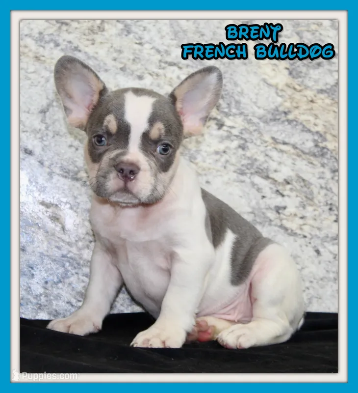 Brent Male AKC French Bulldog – French Bulldog puppy for sale in North Canton, OH