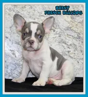 Brent Male AKC French Bulldog, a male French Bulldog for sale in North Canton, OH – 1 of 5