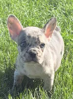 Birdie Female AKC French Bulldog, a female French Bulldog for sale in North Canton, OH – 10 of 10