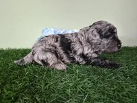 Chevy, a male Poodle - Miniature  for sale in North Canton, OH – 5 of 6