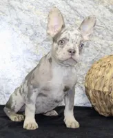 Sheila Female AKC French Bulldog, a female French Bulldog for sale in North Canton, OH – 2 of 7