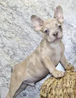 Zack Male AKC French Bulldog, a male French Bulldog for sale in North Canton, OH – 2 of 4