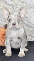 Sheila Female AKC French Bulldog, a female French Bulldog for sale in North Canton, OH – 4 of 7