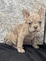 Ava Female AKC French Bulldog, a female French Bulldog for sale in North Canton, OH – 2 of 8