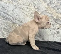 Ava Female AKC French Bulldog, a female French Bulldog for sale in North Canton, OH – 4 of 8