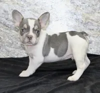 Brent Male AKC French Bulldog, a male French Bulldog for sale in North Canton, OH – 4 of 5