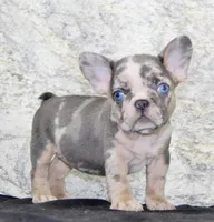 Maggie Female AKC French Bulldog, a female French Bulldog for sale in North Canton, OH – 4 of 5