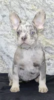 Sheila Female AKC French Bulldog, a female French Bulldog for sale in North Canton, OH – 6 of 7