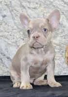 Dylan Male AKC French Bulldog, a male French Bulldog for sale in North Canton, OH – 2 of 5