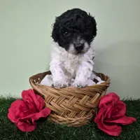Cooper, a male Poodle - Miniature  for sale in North Canton, OH – 2 of 6