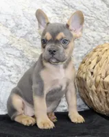 Jewel Female AKC French Bulldog, a female French Bulldog for sale in North Canton, OH – 4 of 10