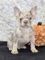 Ernie Male AKC French Bulldog, a male French Bulldog for sale in North Canton, OH – 3 of 7