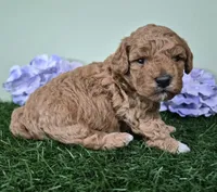 Nova, a female Poodle - Miniature  for sale in North Canton, OH – 4 of 5