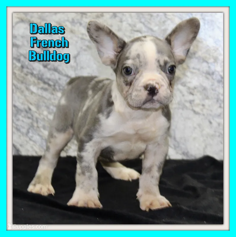 Dallas Male AKC French Bulldog – French Bulldog puppy for sale in North Canton, OH