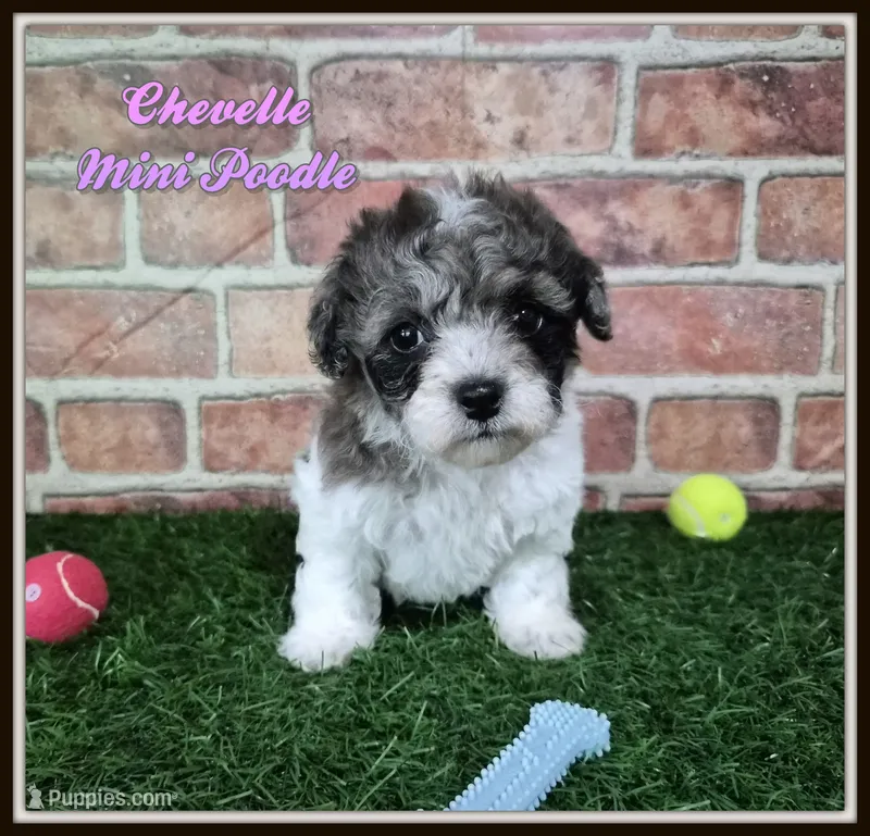 Chevelle – Poodle - Miniature  puppy for sale in North Canton, OH