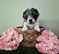 Chevelle, a female Poodle - Miniature  for sale in North Canton, OH – 2 of 6