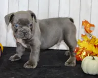 Eric Male AKC French Bulldog, a male French Bulldog for sale in North Canton, OH – 3 of 5