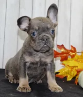 Gina Female AKC French Bulldog, a female French Bulldog for sale in North Canton, OH – 4 of 7