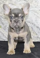 Tucker Male AKC French Bulldog, a male French Bulldog for sale in North Canton, OH – 4 of 6