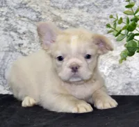 Carla Female AKC French Bulldog, a female French Bulldog for sale in North Canton, OH – 5 of 10