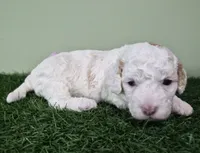 Mercedes, a female Poodle - Miniature  for sale in North Canton, OH – 4 of 6