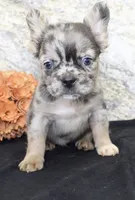 Janet Female AKC Fluffy French Bulldog, a female French Bulldog for sale in North Canton, OH – 2 of 10