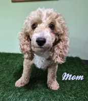 Mercedes, a female Poodle - Miniature  for sale in North Canton, OH – 9 of 10