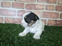 Chloe, a female Biewer for sale in North Canton, OH – 2 of 5
