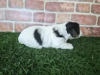 Chloe, a female Biewer for sale in North Canton, OH – 4 of 5