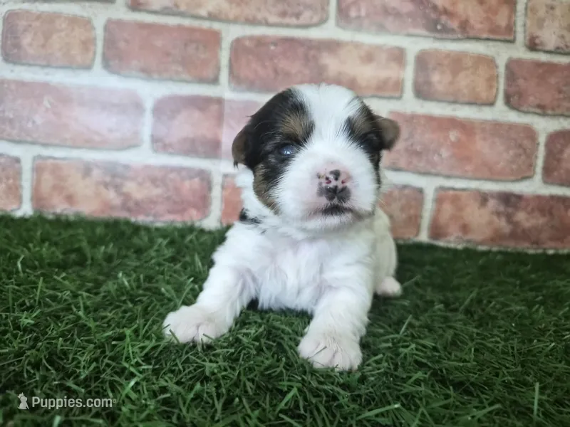 Chloe – Biewer puppy for sale in North Canton, OH