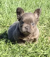 Davy Male Fluffy AKC French Bulldog, a male French Bulldog for sale in North Canton, OH – 9 of 9