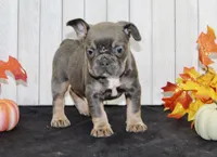 Fern Female AKC French Bulldog, a female French Bulldog for sale in North Canton, OH – 2 of 5