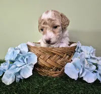 Ferrari, a male Poodle - Miniature  for sale in North Canton, OH – 2 of 6