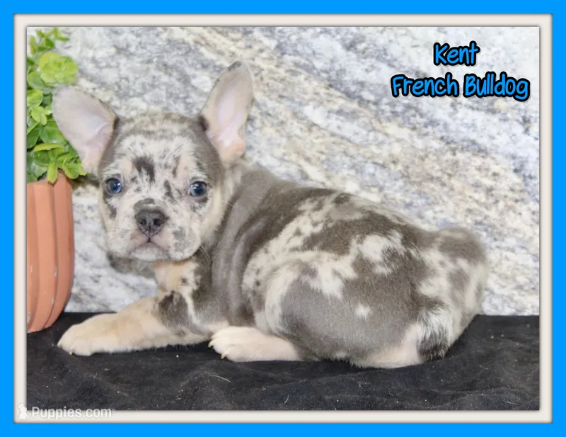 Kent Male AKC French Bulldog – French Bulldog puppy for sale in North Canton, OH