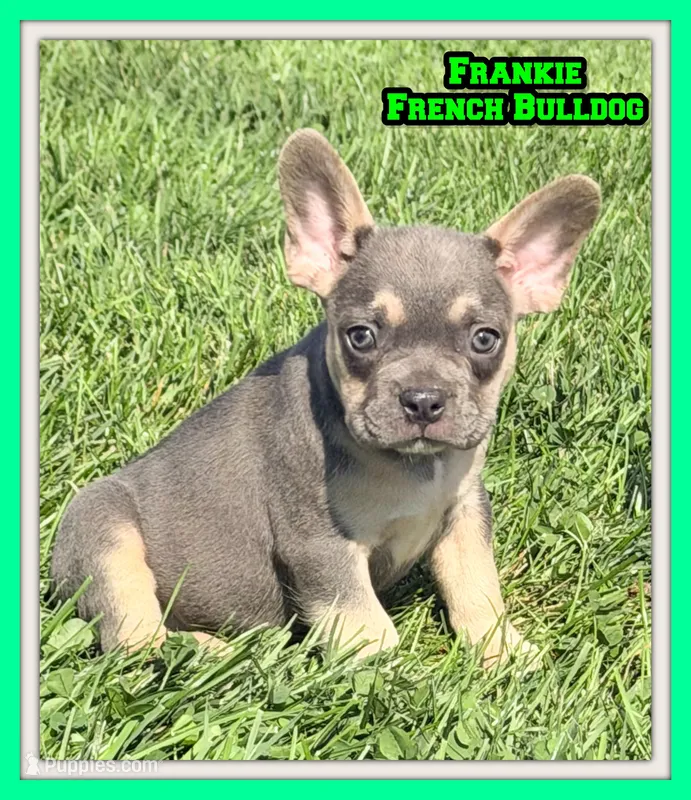 Frankie Male AKC French Bulldog – French Bulldog puppy for sale in North Canton, OH