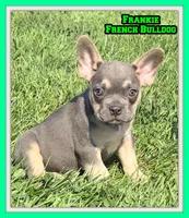 Frankie Male AKC French Bulldog, a male French Bulldog for sale in North Canton, OH – 1 of 9