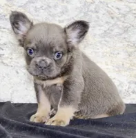 Crystal Female AKC French Bulldog, a female French Bulldog for sale in North Canton, OH – 3 of 6