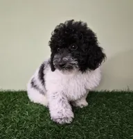 Cooper, a male Poodle - Miniature  for sale in North Canton, OH – 5 of 9
