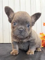 Davy Male Fluffy AKC French Bulldog, a male French Bulldog for sale in North Canton, OH – 2 of 9