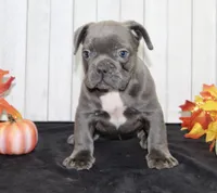 Eric Male AKC French Bulldog, a male French Bulldog for sale in North Canton, OH – 2 of 5