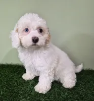 Mercedes, a female Poodle - Miniature  for sale in North Canton, OH – 4 of 10