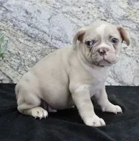 Tater, a male French Bulldog for sale in North Canton, OH – Photo 3 of 5