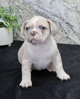 Tater, a male French Bulldog for sale in North Canton, OH – Photo 1 of 5