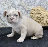 Tater, a male French Bulldog for sale in North Canton, OH – Photo 2 of 5