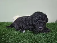 Bentley, a male Poodle - Miniature  for sale in North Canton, OH – 3 of 4
