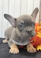Heidi Female AKC French Bulldog, a female French Bulldog for sale in North Canton, OH – 4 of 9