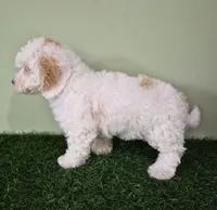 Mercedes, a female Poodle - Miniature  for sale in North Canton, OH – 8 of 10