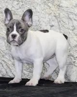 Pearl Female AKC French Bulldog, a female French Bulldog for sale in North Canton, OH – 2 of 5