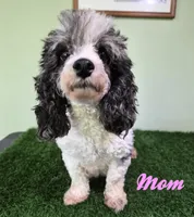 Chevelle, a female Poodle - Miniature  for sale in North Canton, OH – 9 of 10