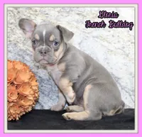 Gloria Female AKC French Bulldog, a female French Bulldog for sale in North Canton, OH – 1 of 5